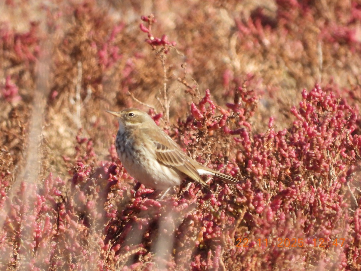 Bisbita Alpino - ML645700742