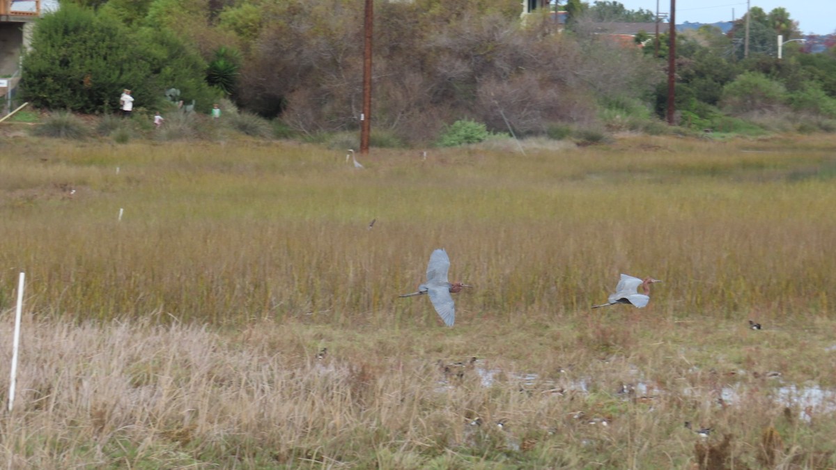 Garceta Rojiza - ML645700743