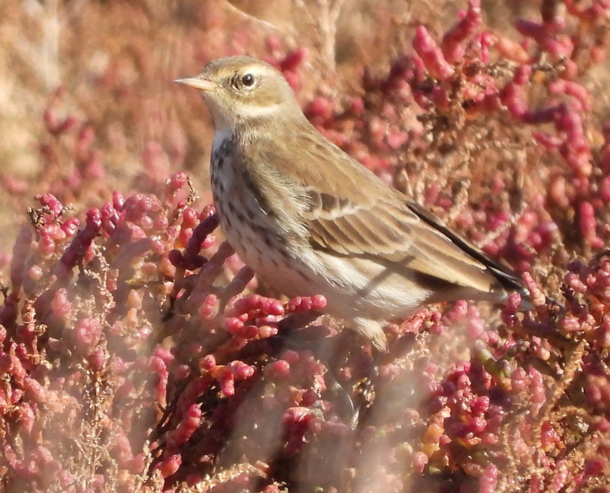 Bisbita Alpino - ML645700746