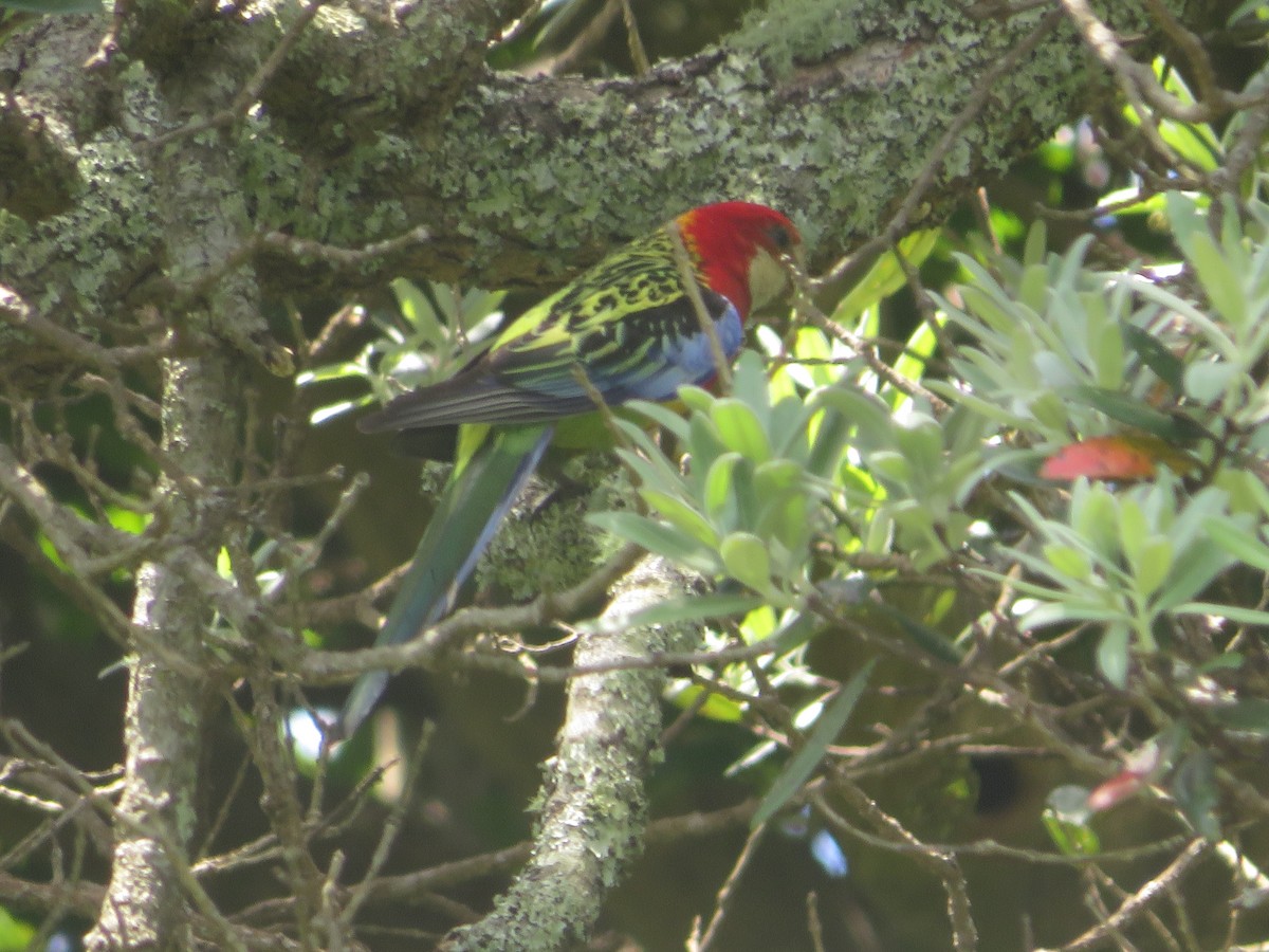 Perico Multicolor - ML645700747