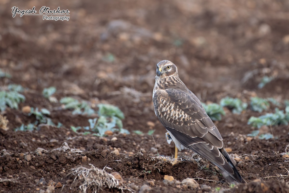 Aguilucho Papialbo - ML645700750