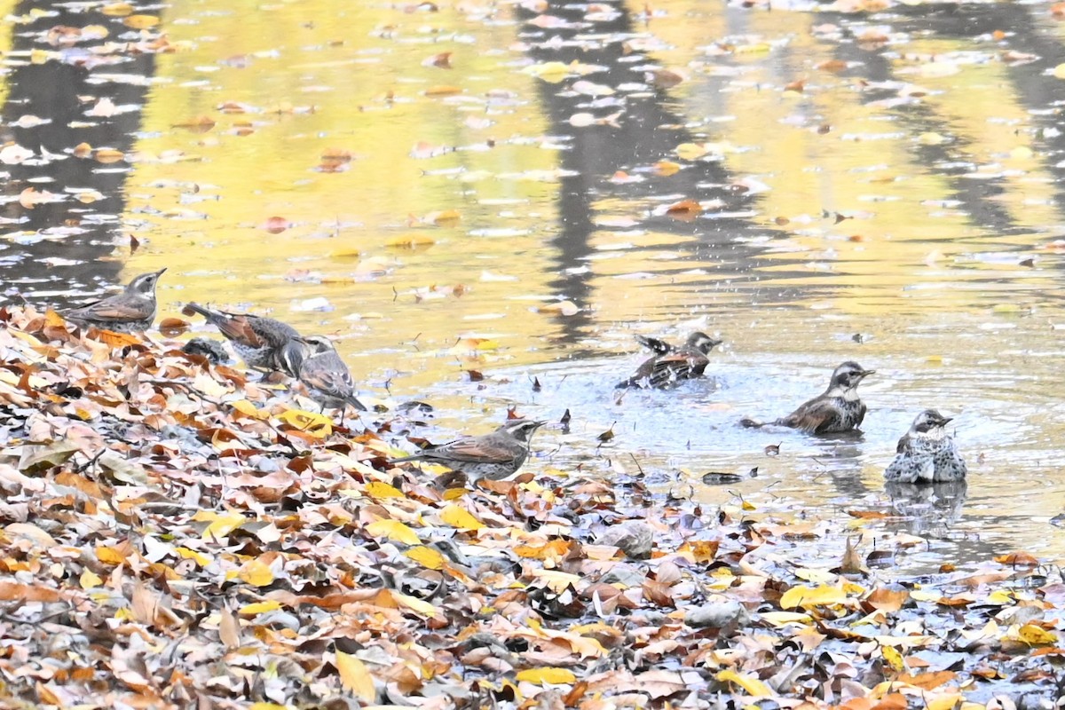 Zorzal Eunomo - ML645700755