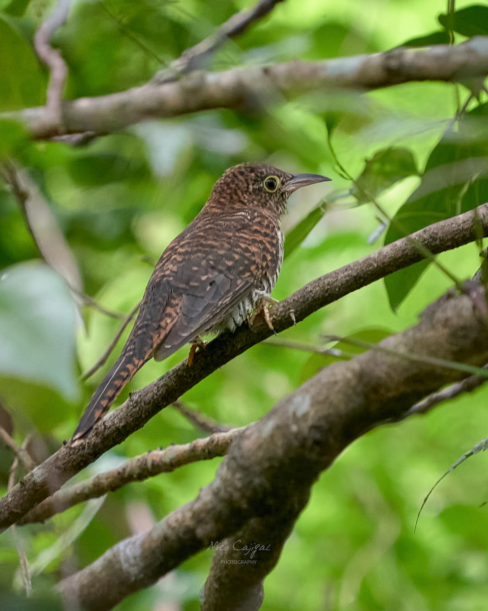 Cuco Malayo - ML645700757