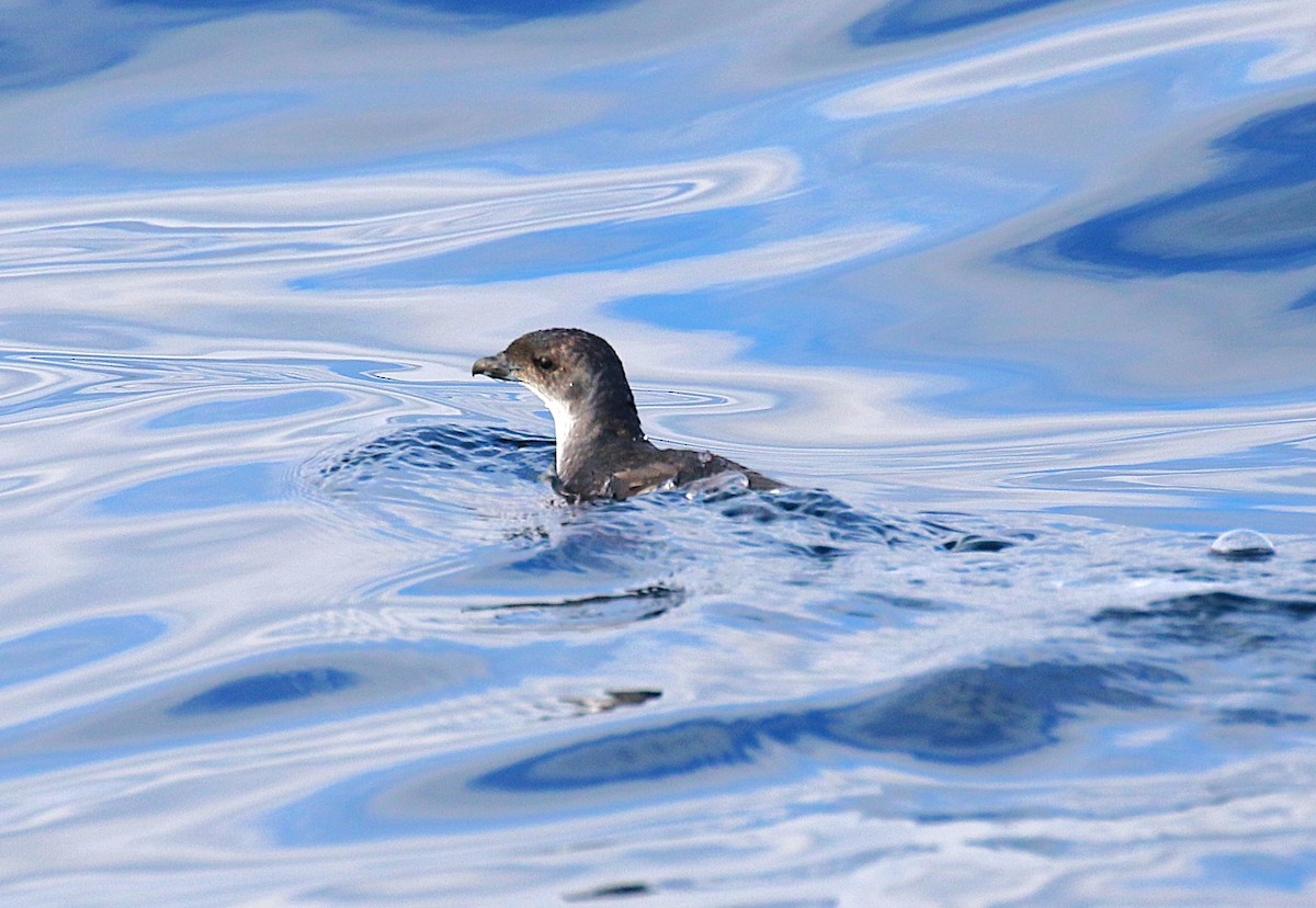 Potoyunco Común - ML645700759