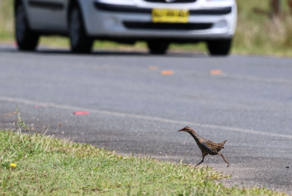 Rascón Filipino - ML645700760