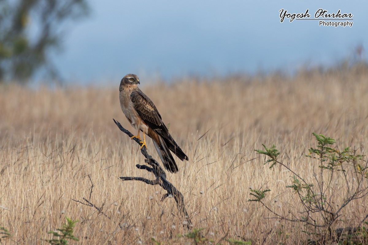 Aguilucho Cenizo - ML645700761