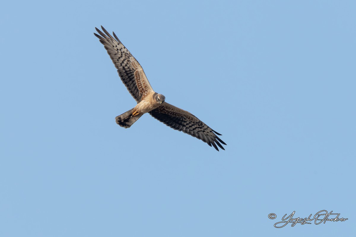 Aguilucho Cenizo - ML645700762