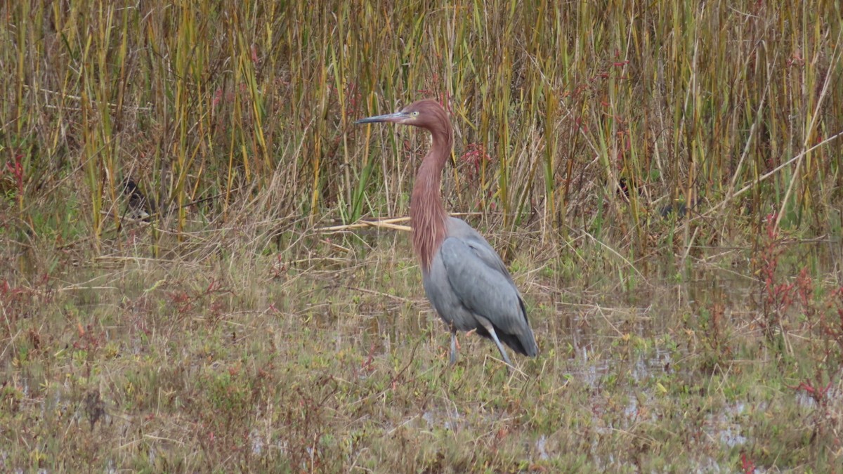 Garceta Rojiza - ML645700764