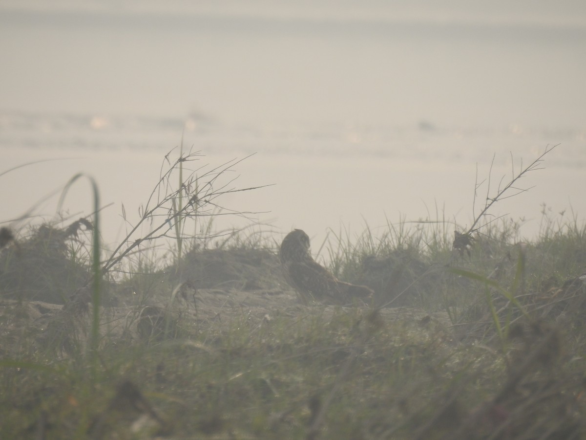 Búho Campestre - ML645700767