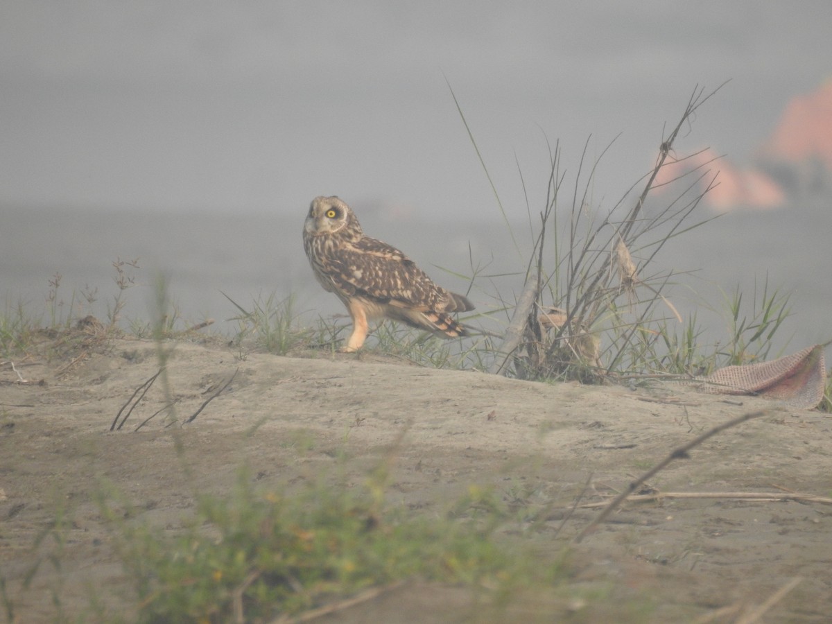Búho Campestre - ML645700768