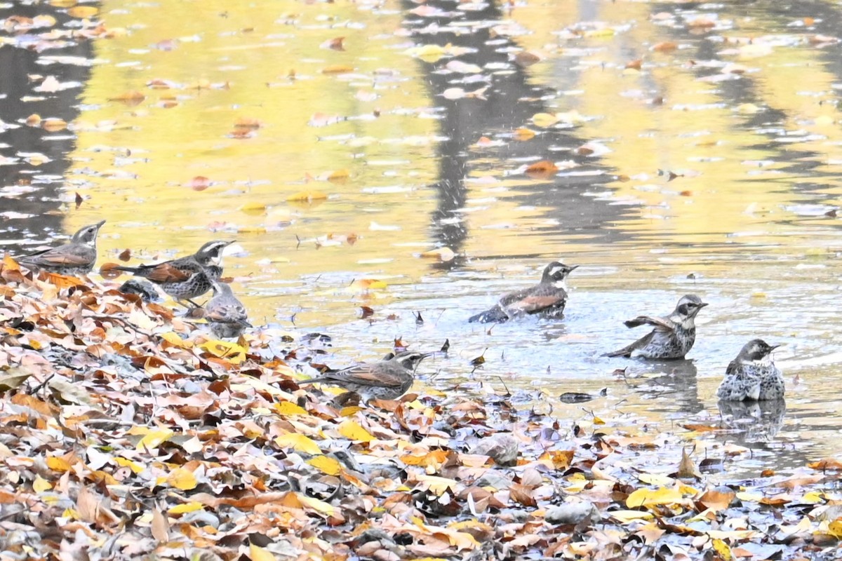 svartflekktrost - ML645700769