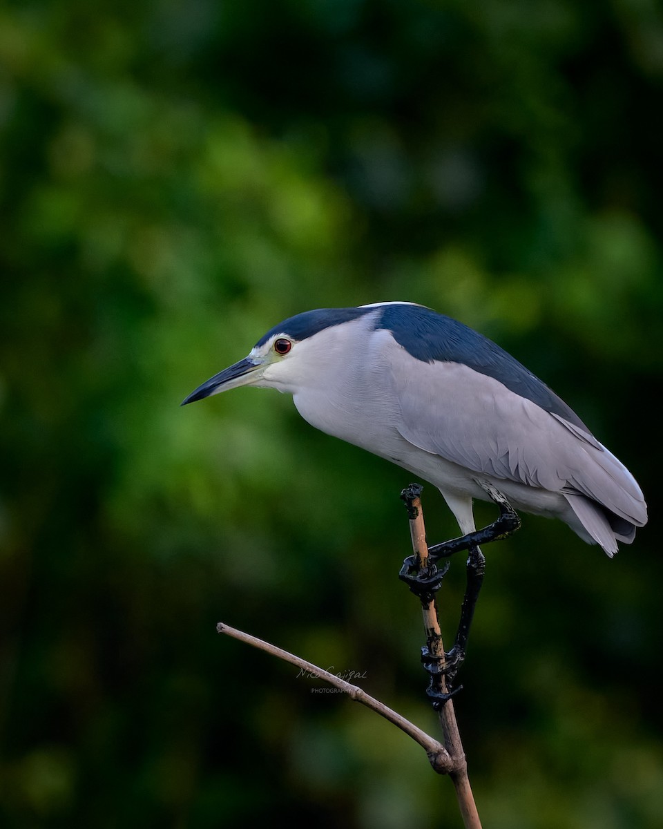 Black-crowned Night Heron - ML645700771