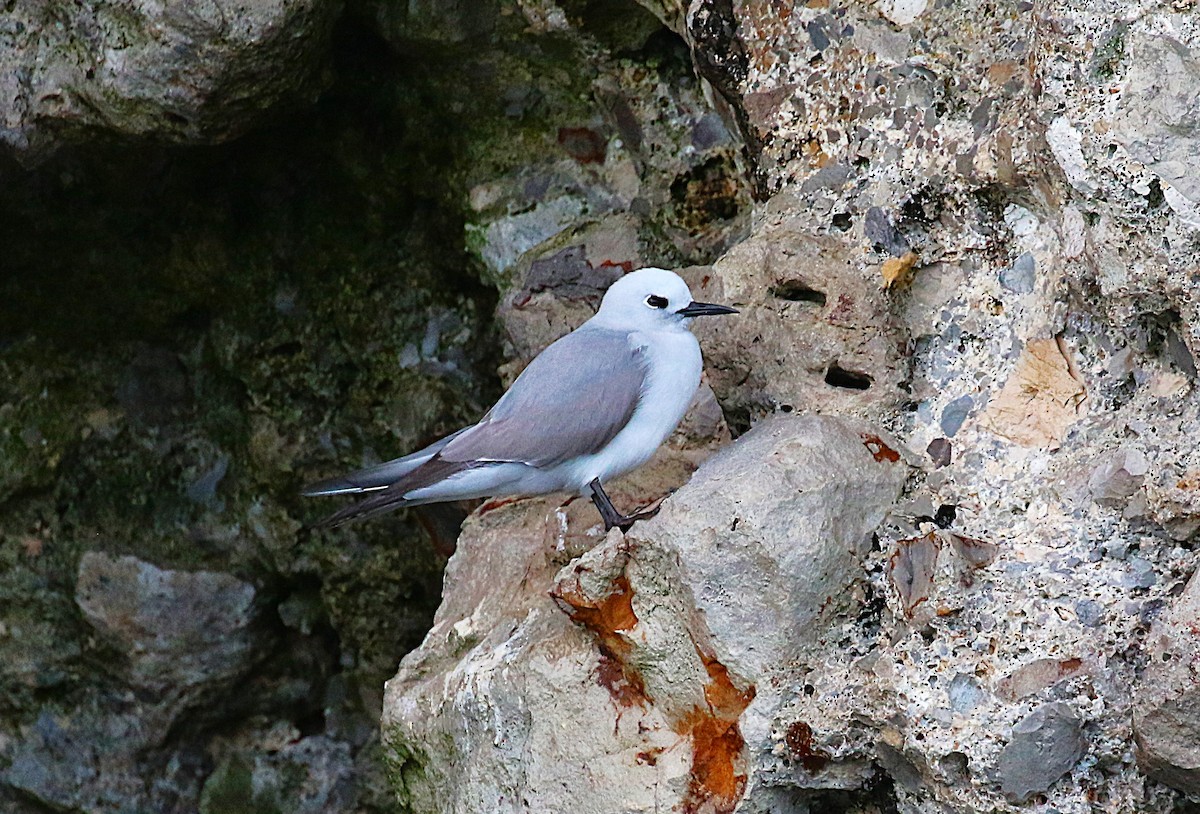 Nodi hauskara - ML645700774