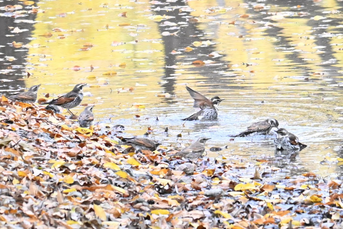 svartflekktrost - ML645700778