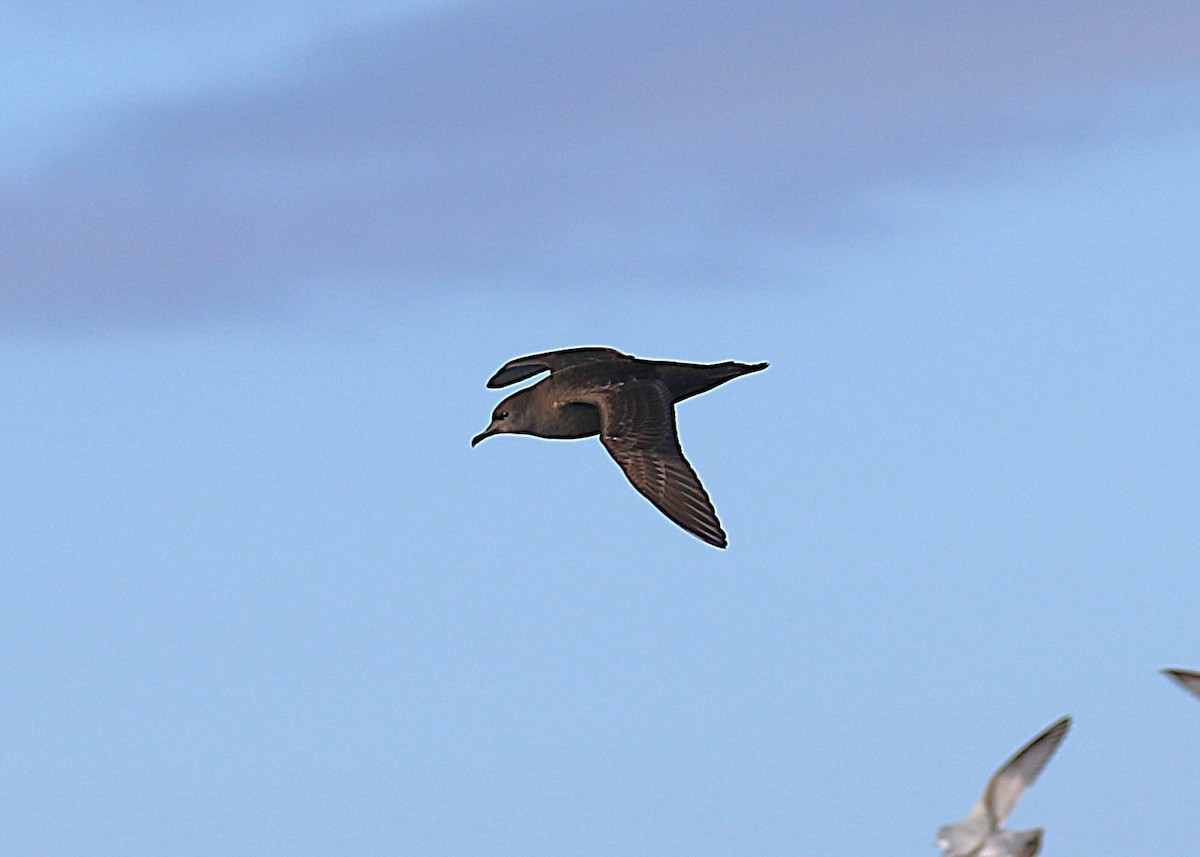 Short-tailed Shearwater - ML645700781