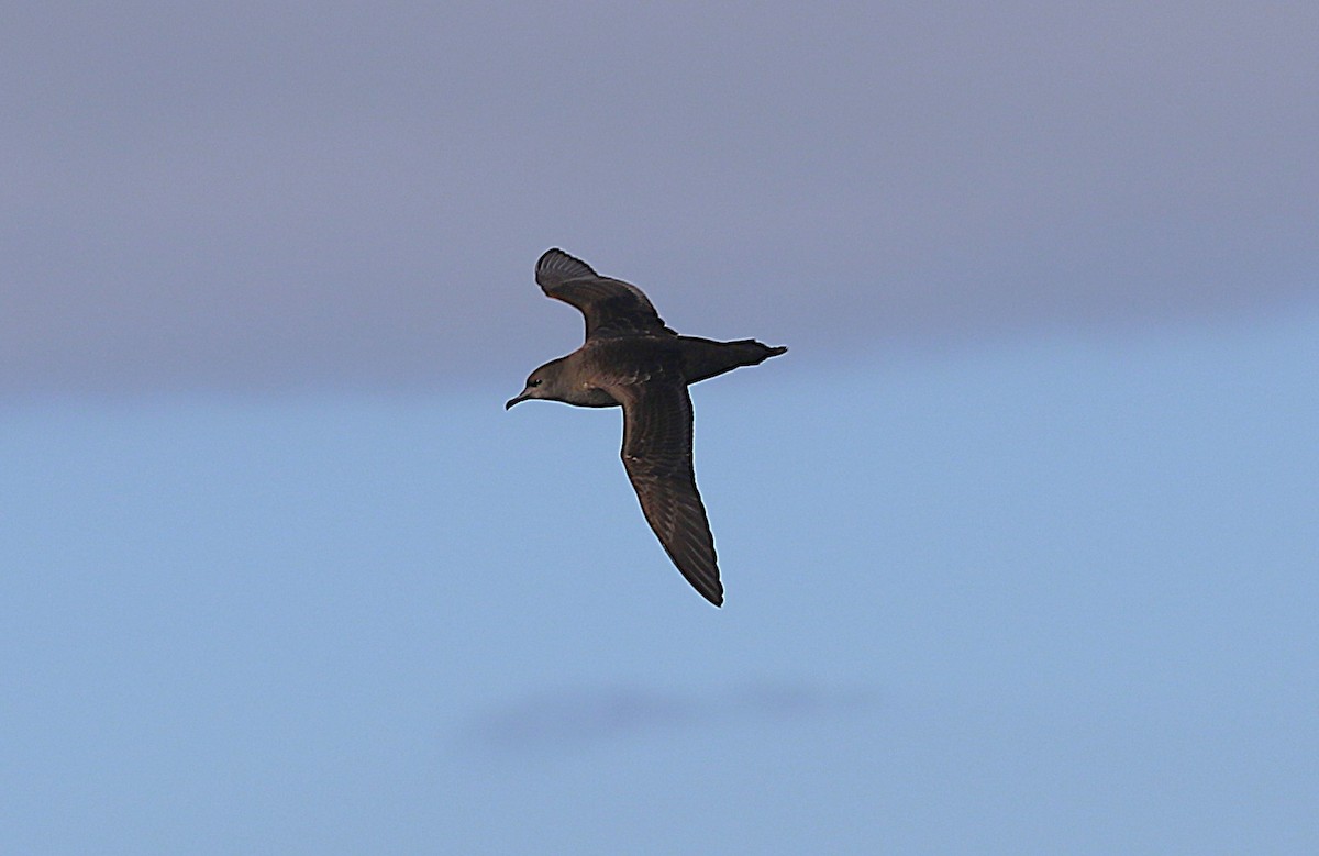 Short-tailed Shearwater - ML645700782