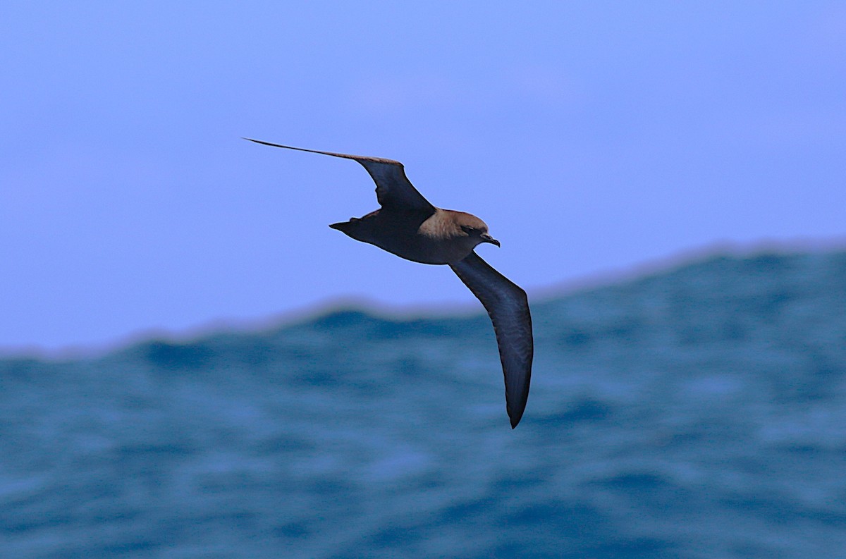 Short-tailed Shearwater - ML645700783