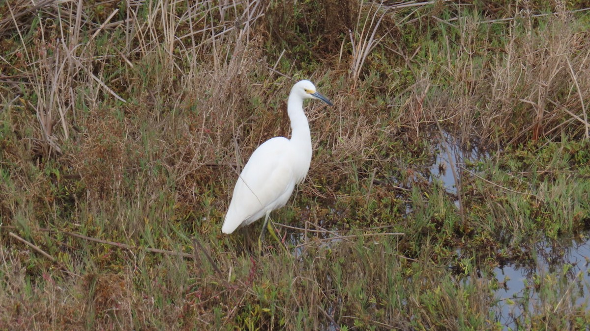 snøhegre - ML645700785