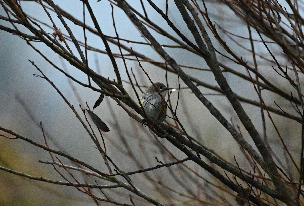 myrteparula - ML645700786