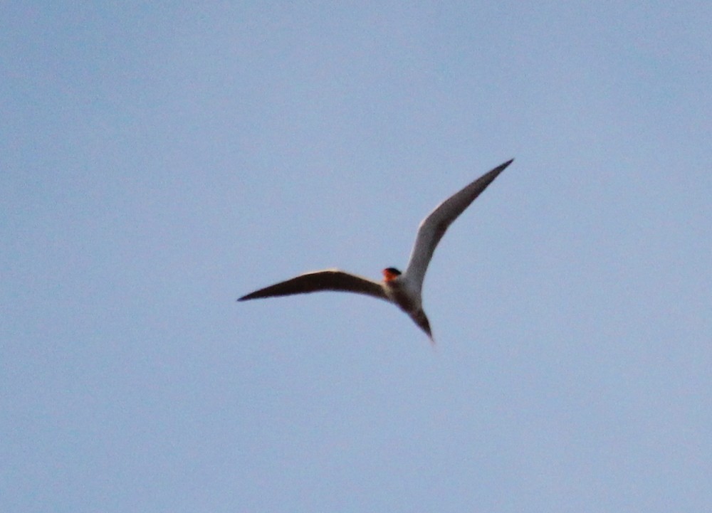 flodterne - ML645700787