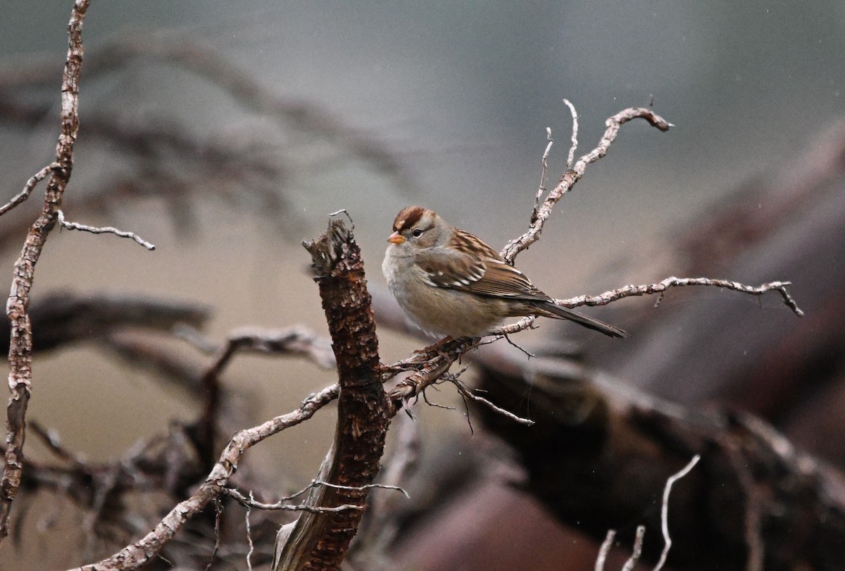 hvitkronespurv - ML645700788