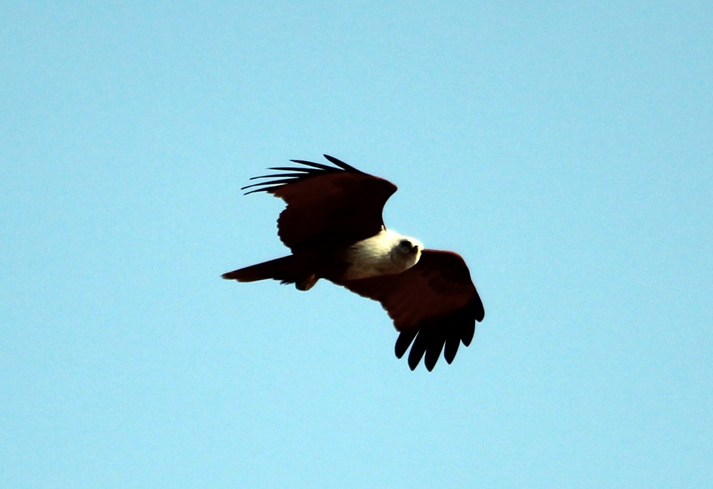 braminglente - ML645700789