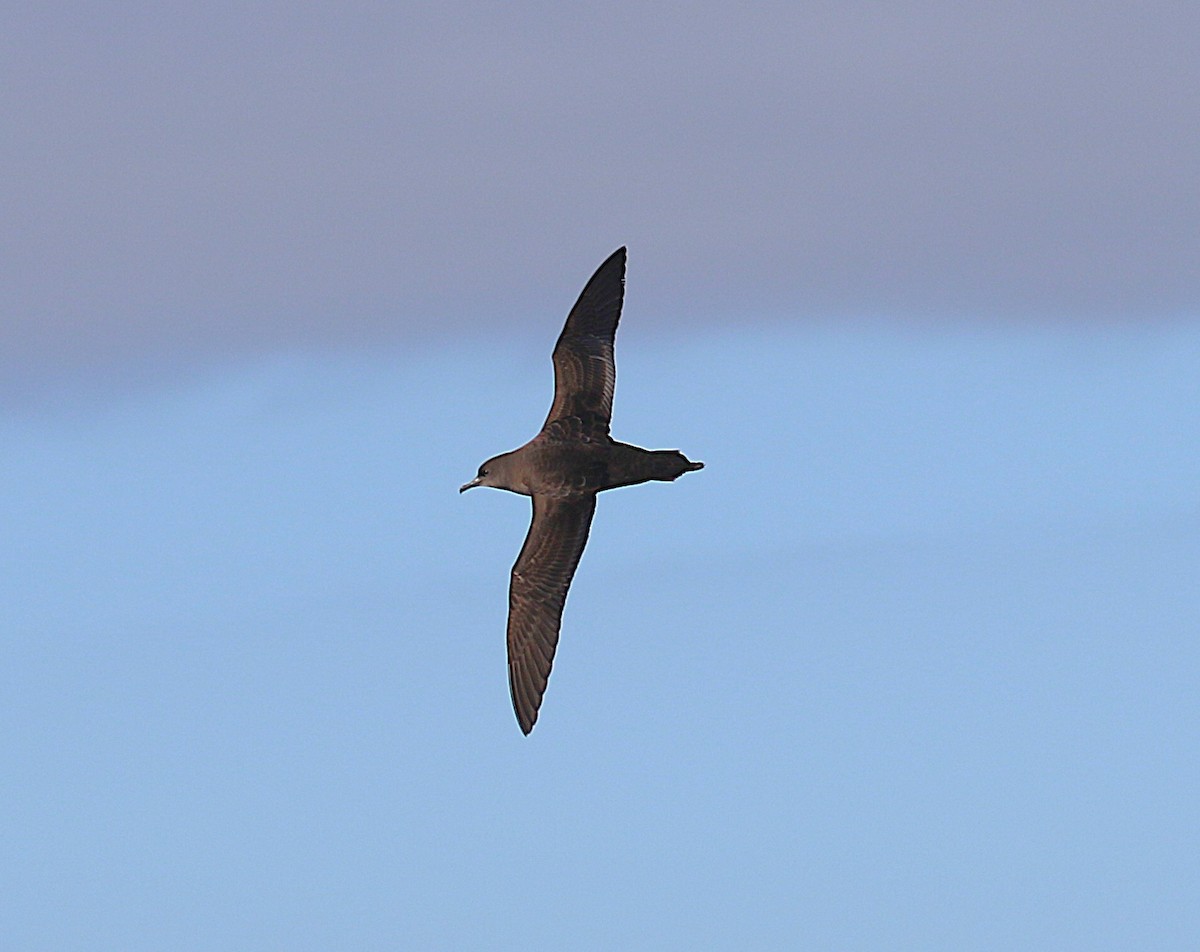 smalnebblire - ML645700790