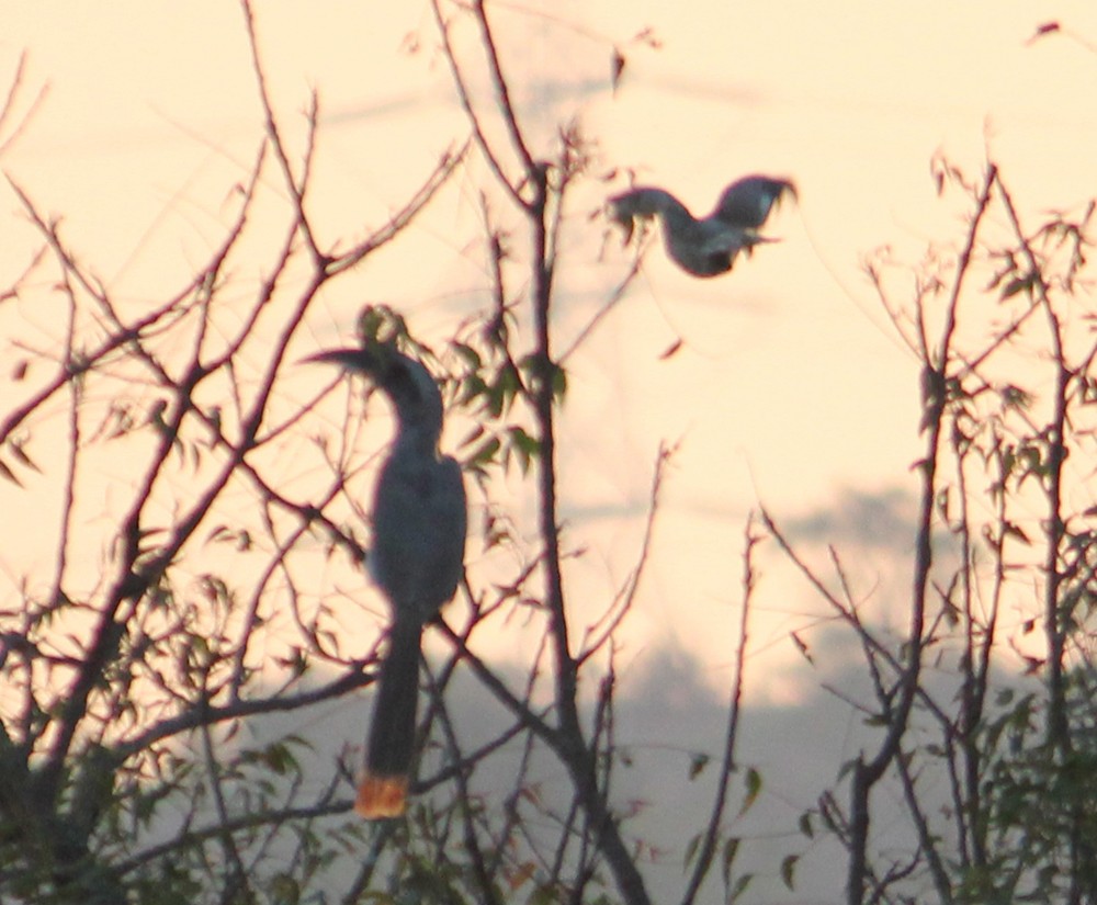 indiahornfugl - ML645700791