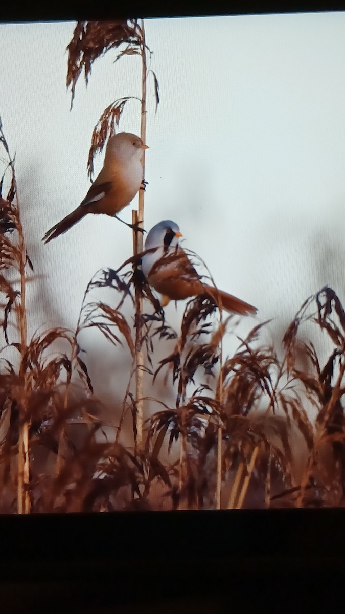 skjeggmeis - ML645700792