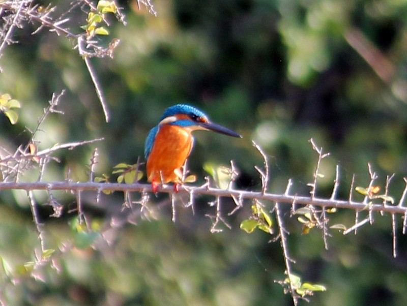 isfugl - ML645700794