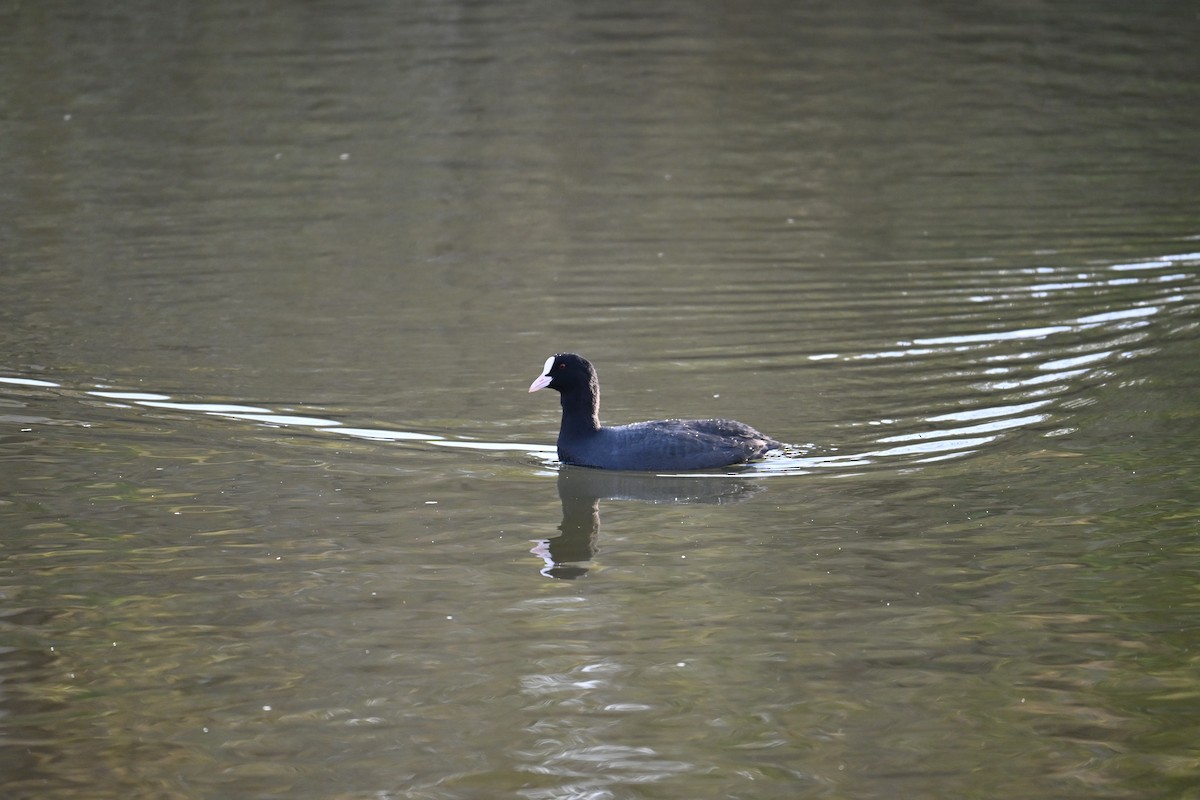 sothøne - ML645700795