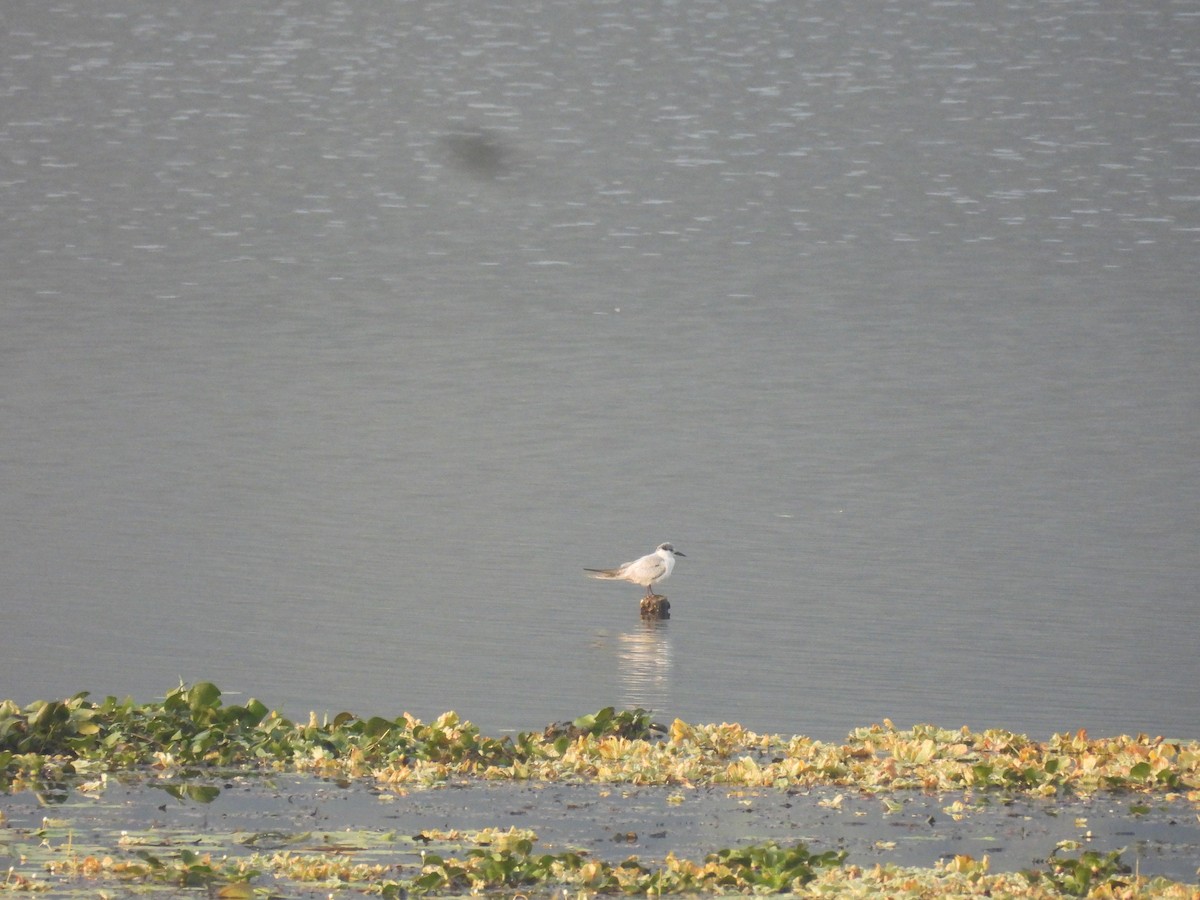 hvitkinnsvartterne - ML645700797