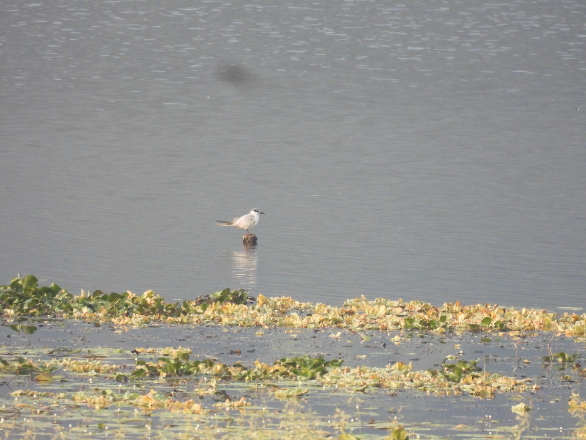 hvitkinnsvartterne - ML645700798