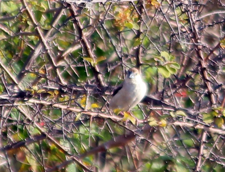 indiasølvnebb - ML645700799