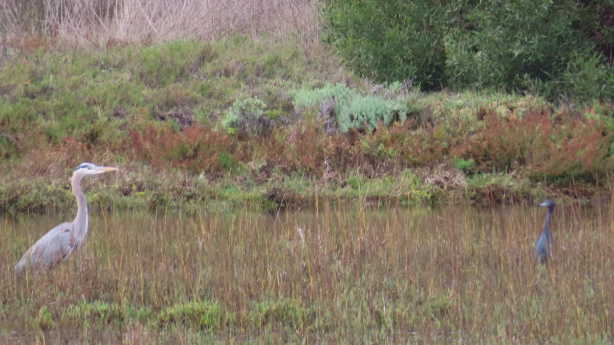 blåhegre - ML645700800