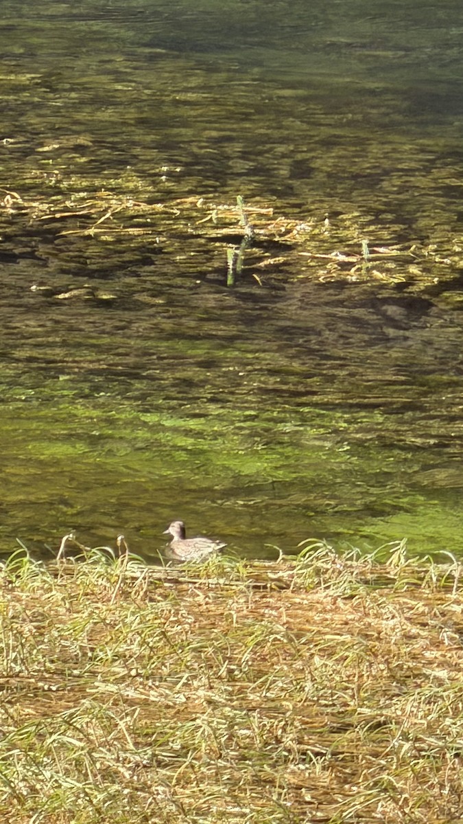 krikkand - ML645700801