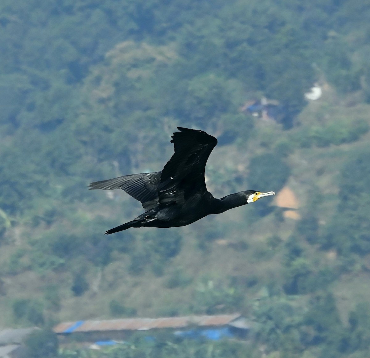 storskarv - ML645700802