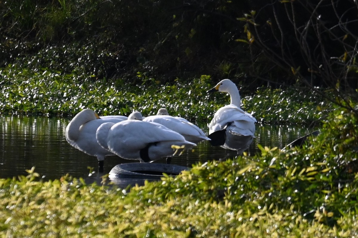 dvergsvane - ML645700803