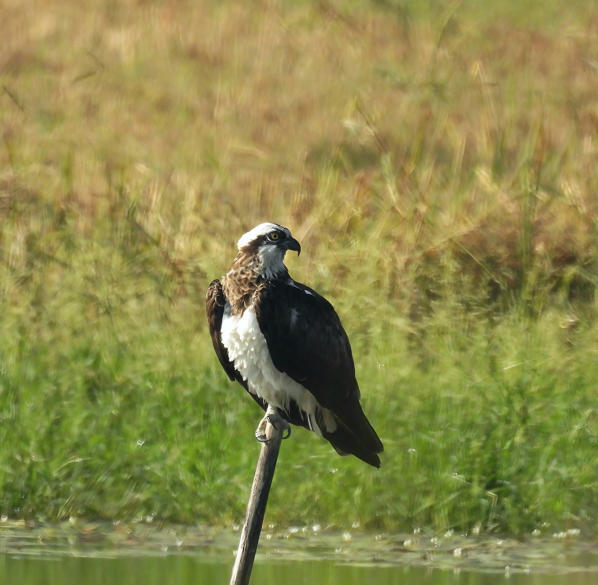 fiskeørn - ML645700804