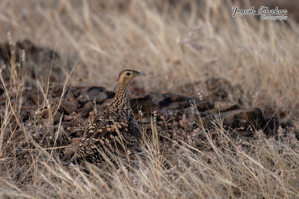 Chestnut-bellied Sandgrouse - ML645700805