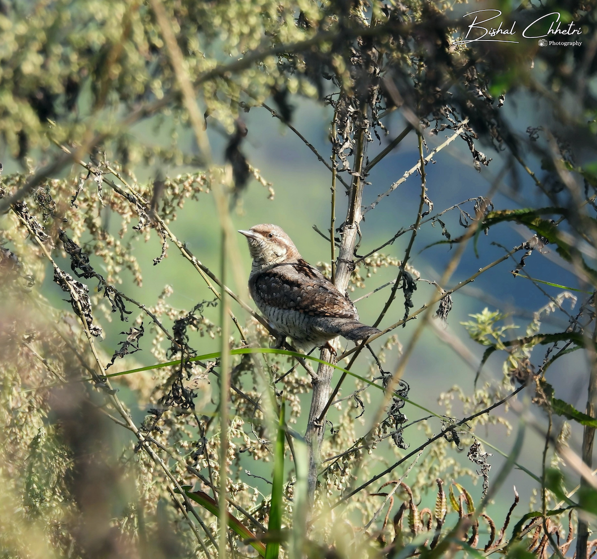 vendehals - ML645700807