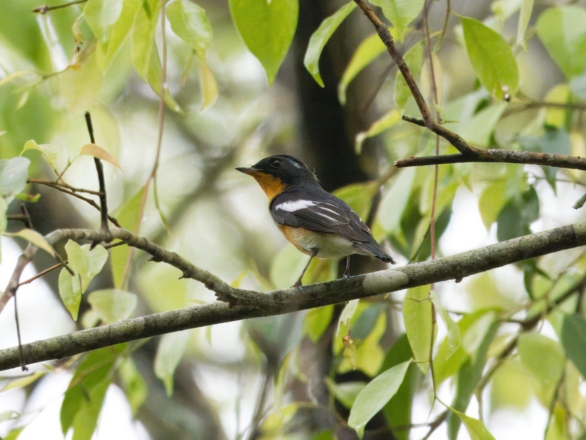 mugimakifluesnapper - ML645700808