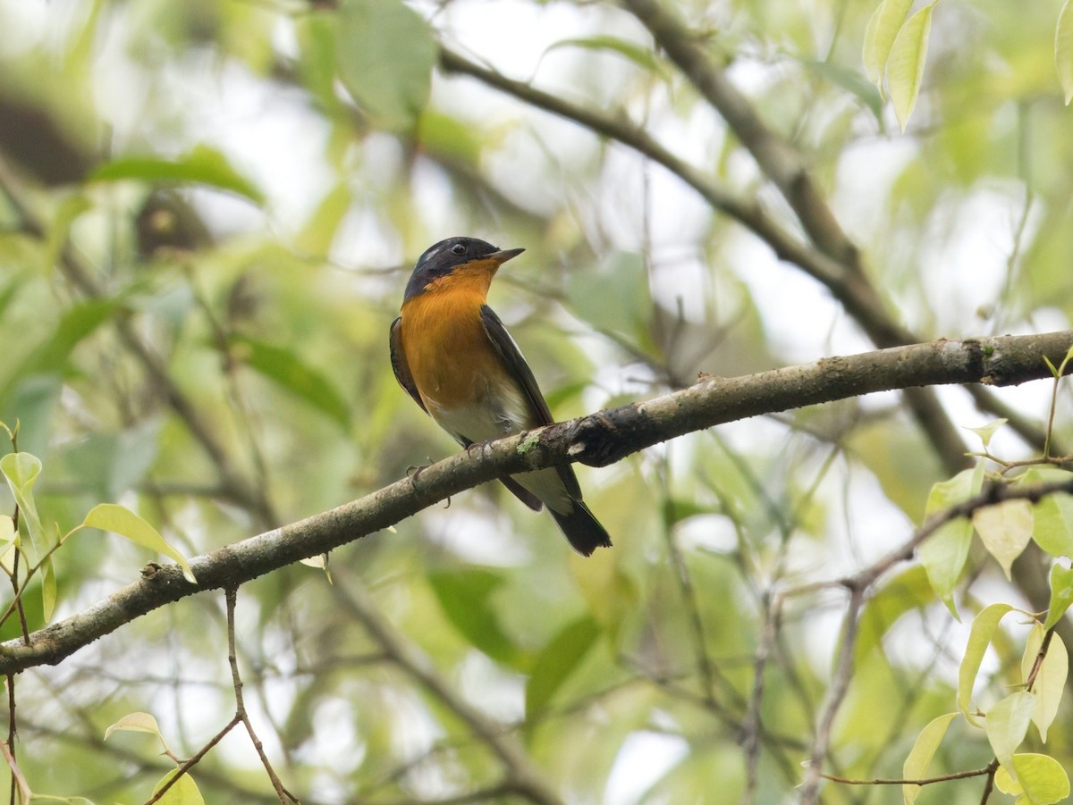 mugimakifluesnapper - ML645700809