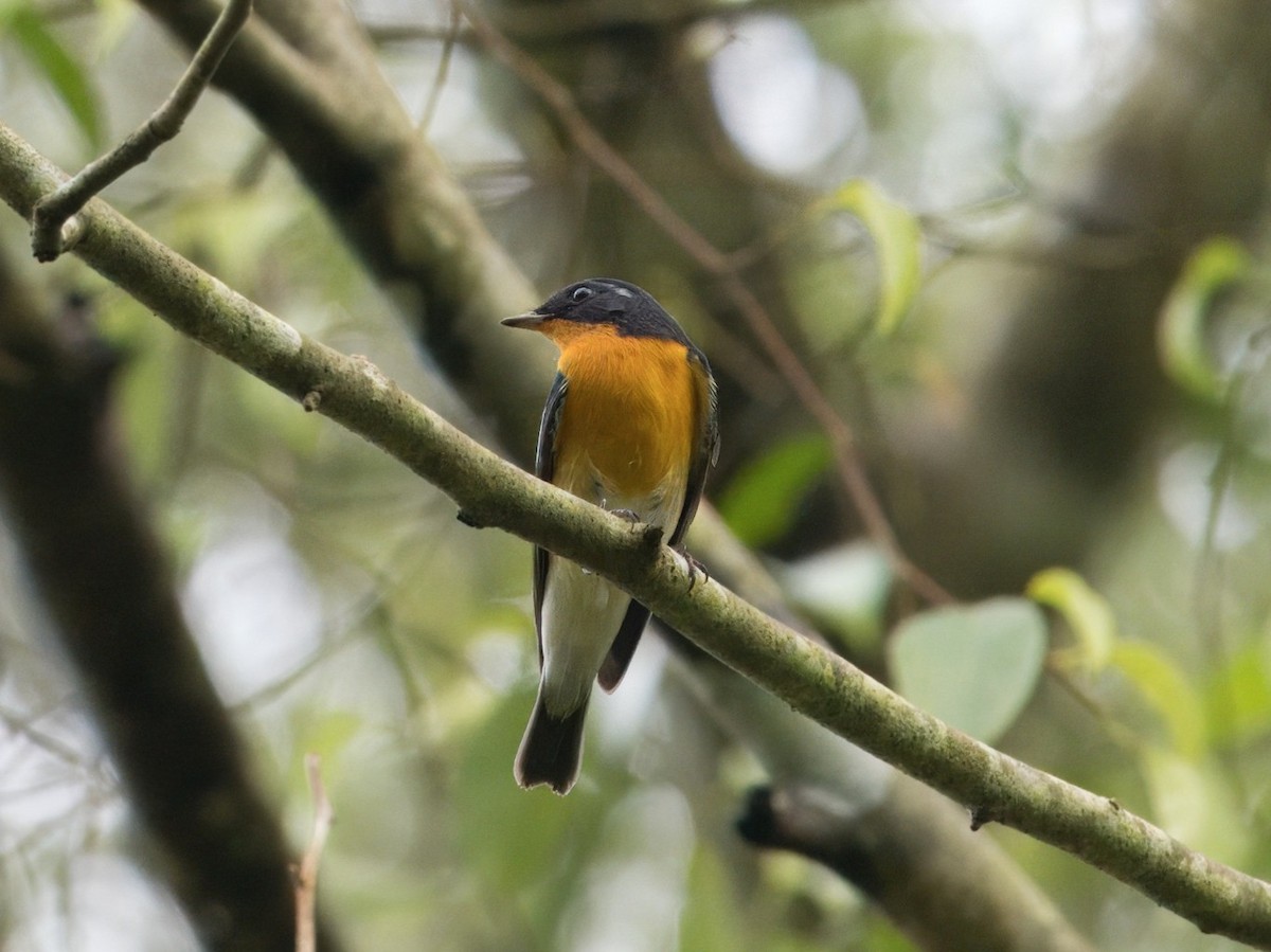 mugimakifluesnapper - ML645700810