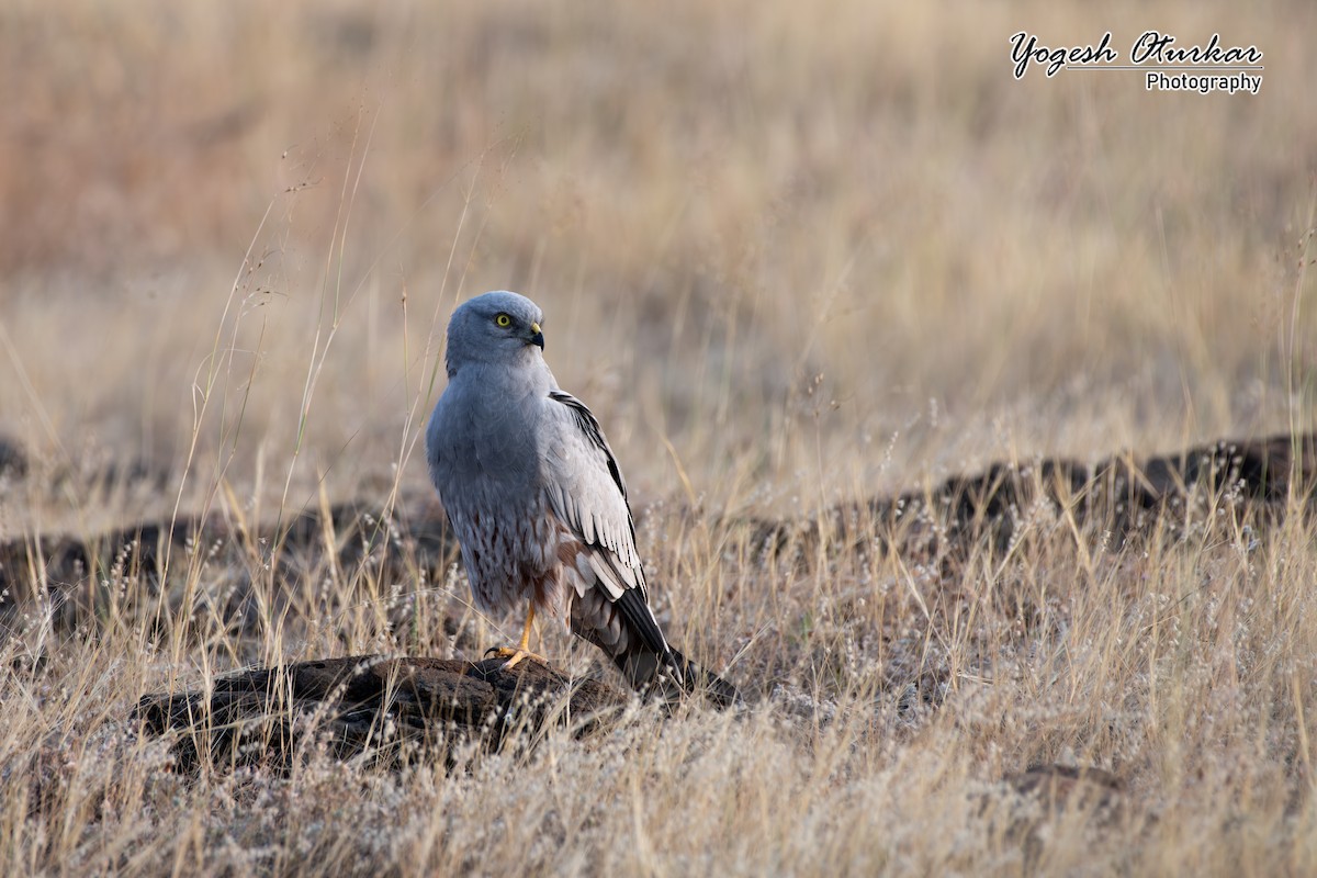 enghauk - ML645700811