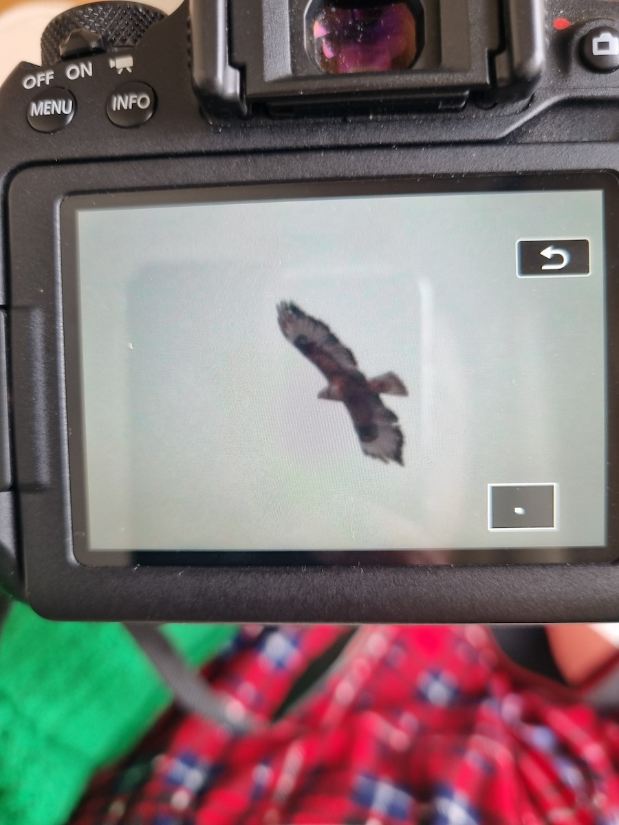 ørnvåk - ML645700816