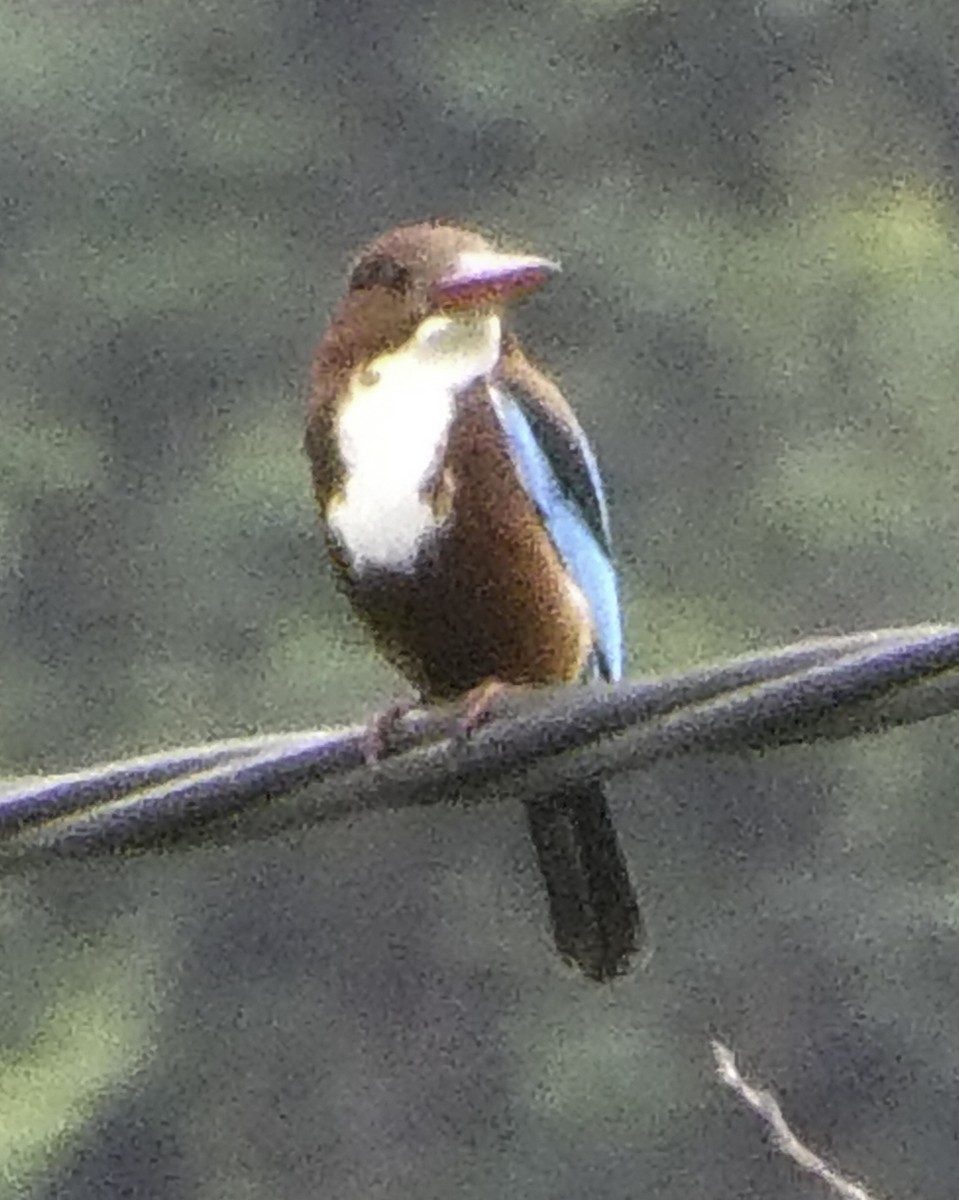 kastanjeisfugl - ML645700818