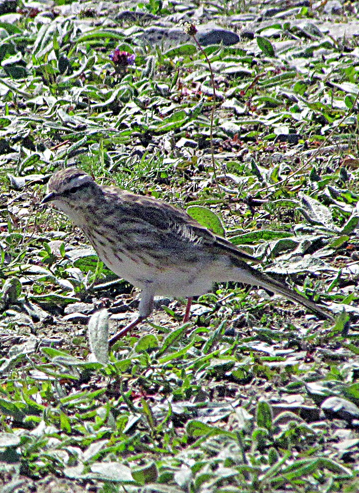 newzealandpiplerke - ML645700819