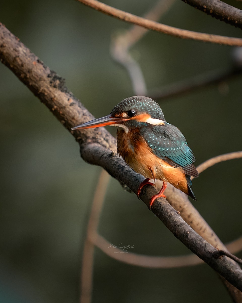 Common Kingfisher - ML645700824