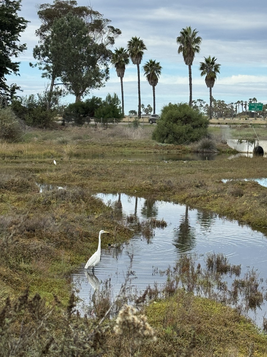 Great Egret - ML645700826